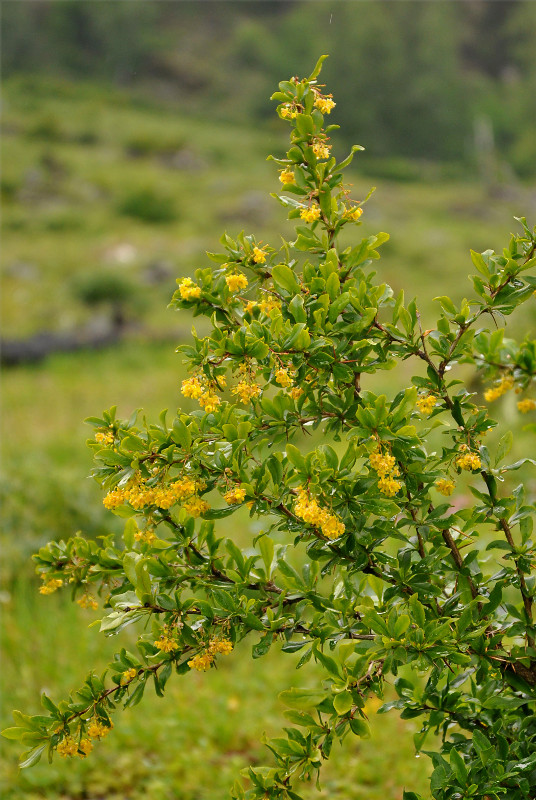 Image of Berberis vulgaris specimen.