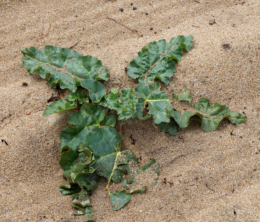 Image of Rheum rhabarbarum specimen.