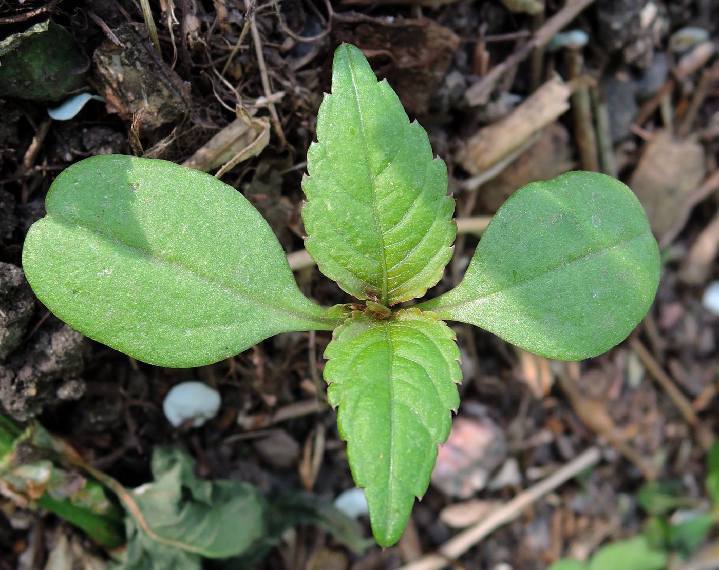 Image of Impatiens parviflora specimen.