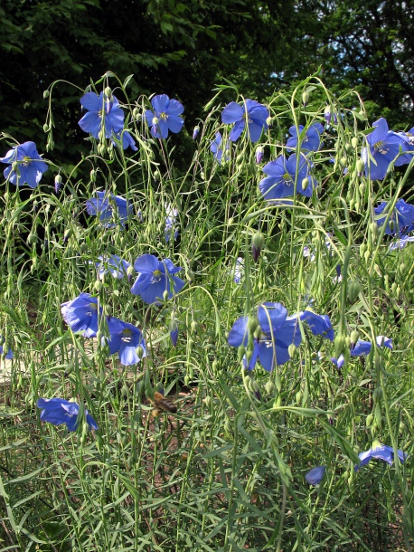 Изображение особи Linum perenne.