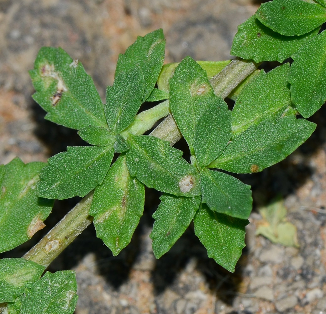 Image of Lippia nodiflora specimen.