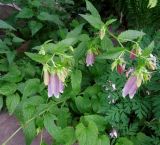 Campanula takesimana