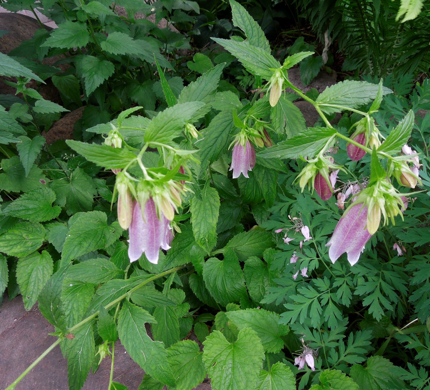 Image of Campanula takesimana specimen.