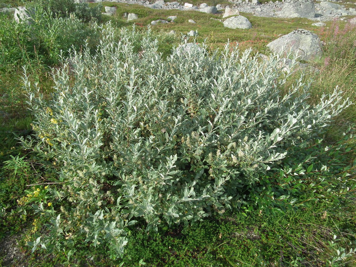 Image of Salix glauca specimen.