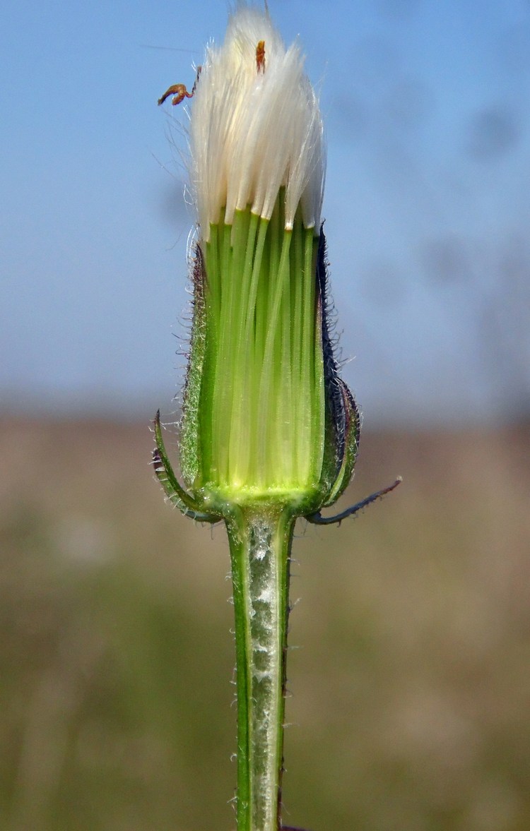 Изображение особи Crepis rhoeadifolia.