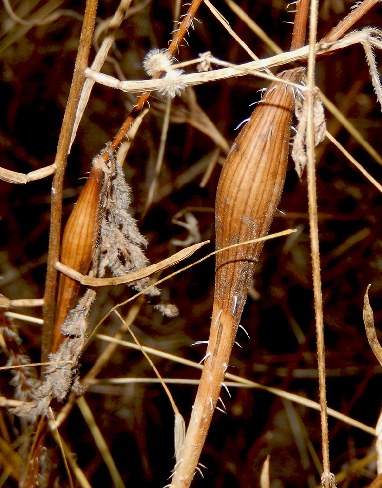 Image of Physocaulis nodosus specimen.