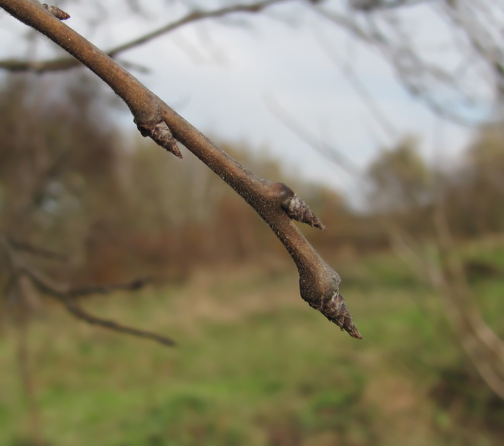 Image of Prunus domestica specimen.