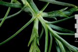 Смотреть изображение Thuja sutchuenensis