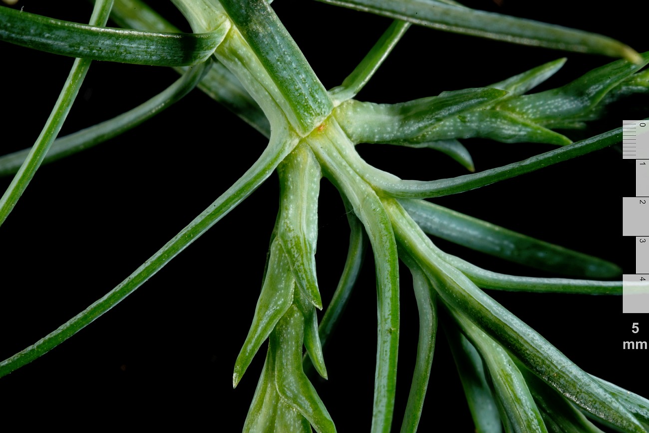 Image of Thuja sutchuenensis specimen.