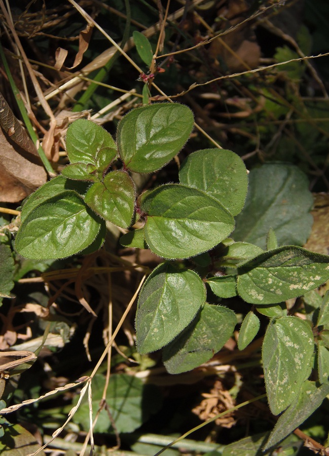 Image of genus Origanum specimen.