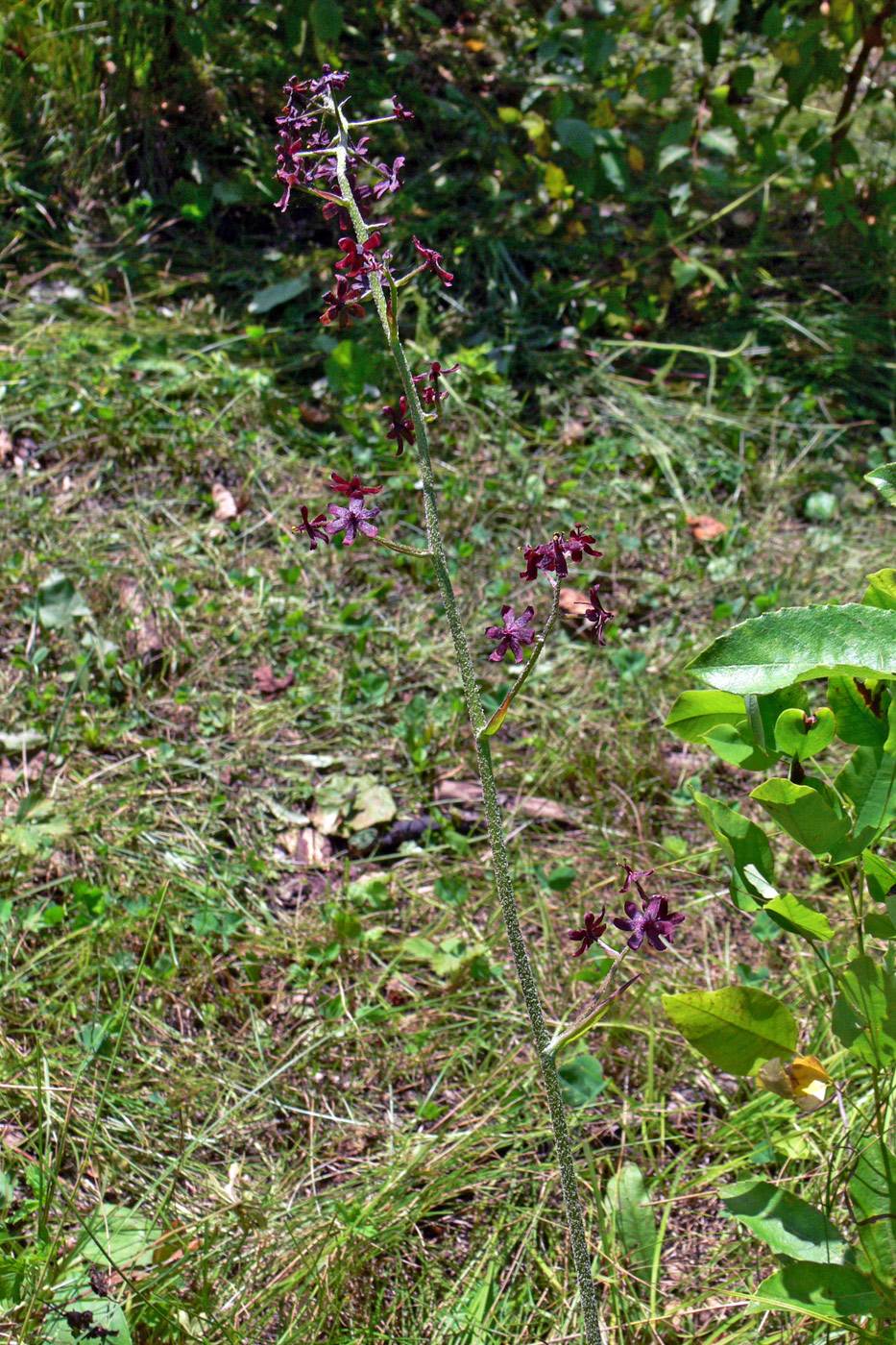 Изображение особи Veratrum maackii.