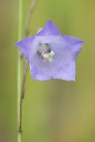 Campanula rotundifolia. Цветок. Кировская обл., г. Кирово-Чепецк, опушка в лесопарке. 01.07.2016.