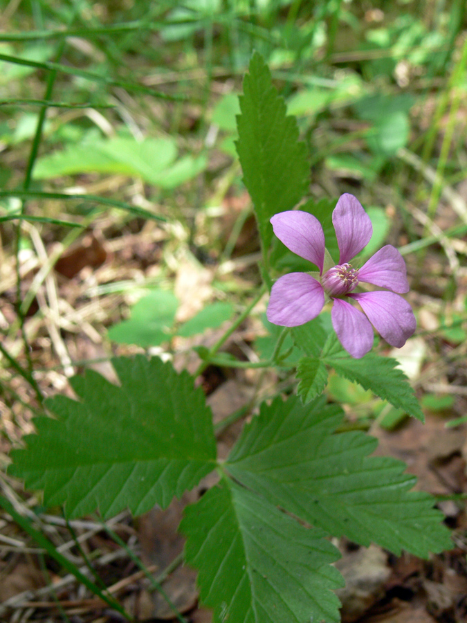 Image of Rubus arcticus specimen.