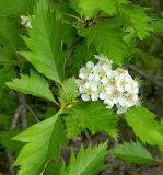 род Crataegus. Соцветие и листья. Подмосковье, окр. г. Одинцово, смешанный лес. Июнь 2017 г.