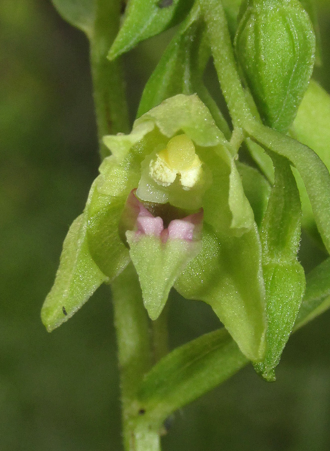 Image of Epipactis euxina specimen.