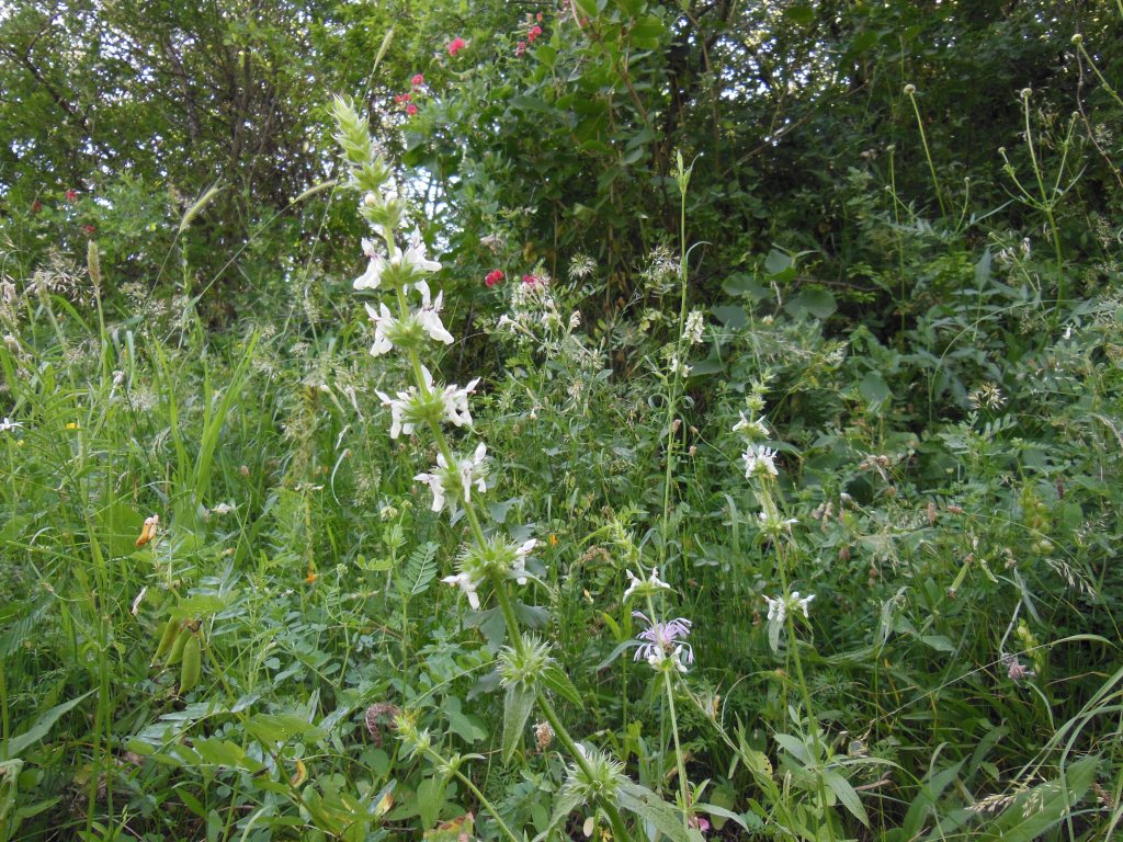 Image of genus Stachys specimen.