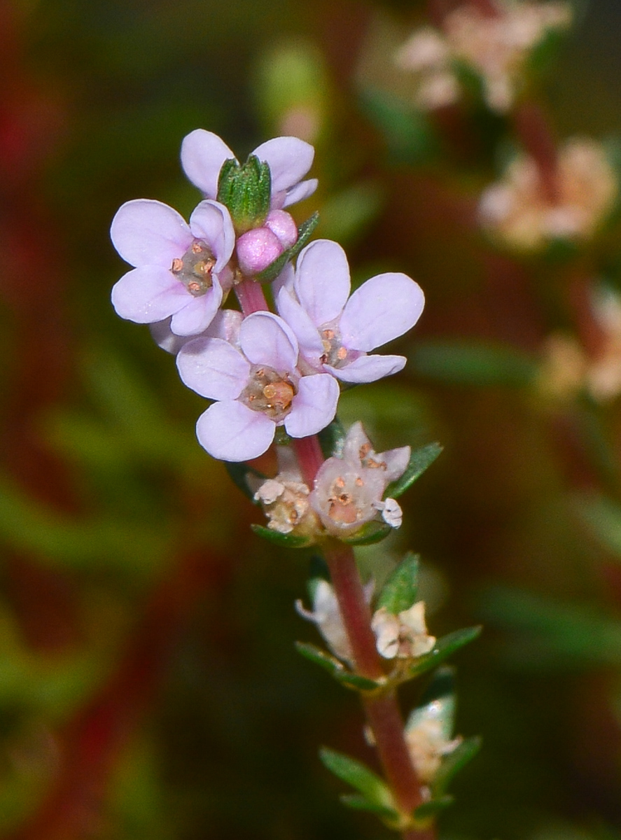 Image of Rotala wallichii specimen.