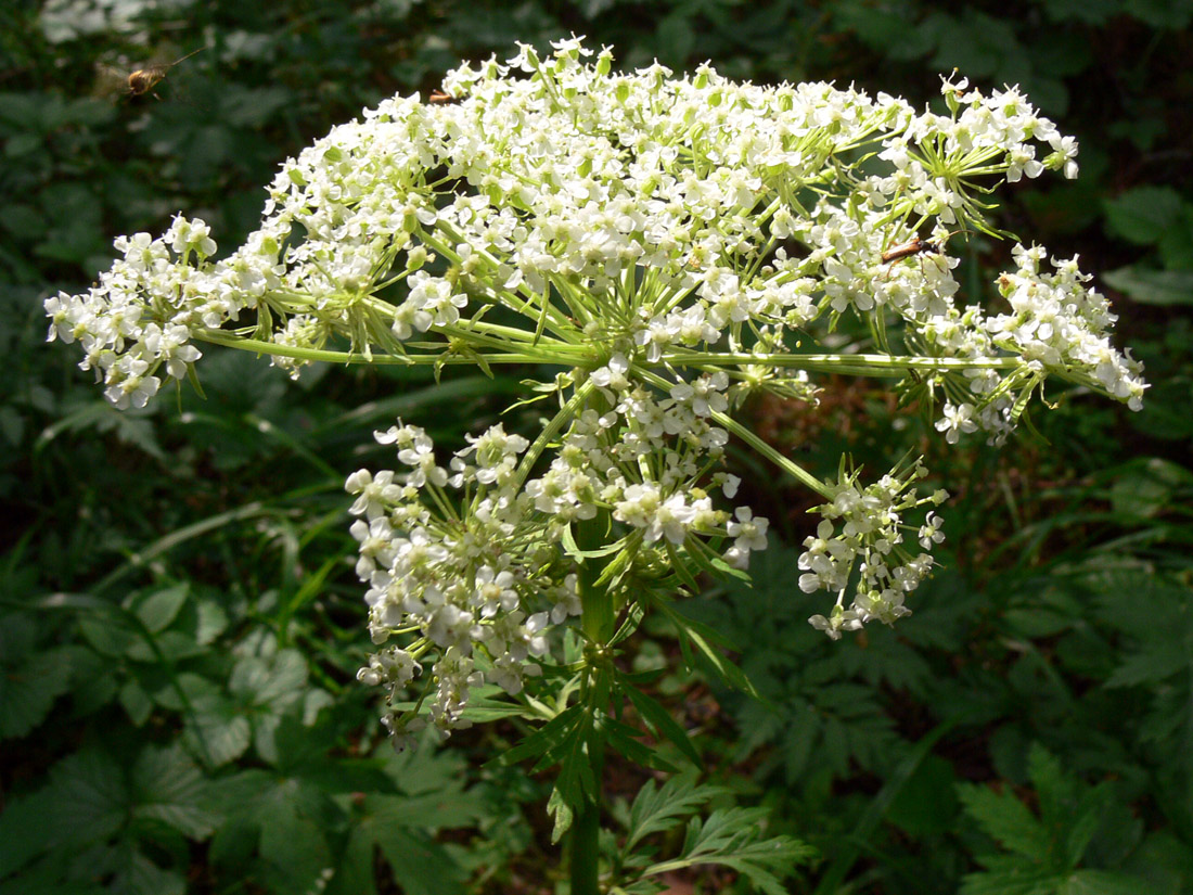 Image of Pleurospermum uralense specimen.