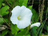 Calystegia sepium. Цветок. Украина, Ивано-Франковская обл., Долинский р-н, Шевченковский сельсовет, окр. с. Мысливка, на лугу среди кустарниковых насаждений. 07.07.2017.