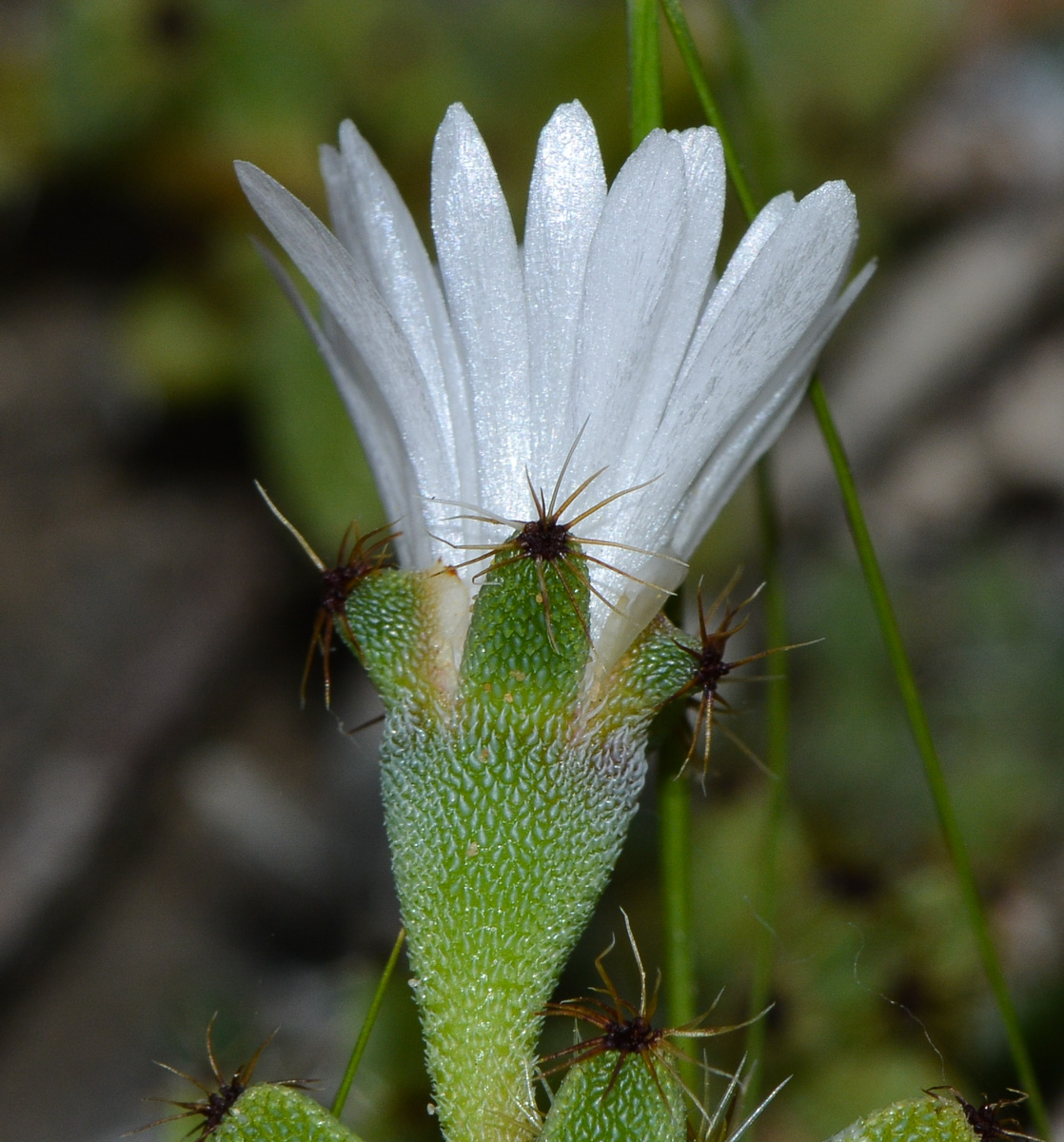 Image of genus Trichodiadema specimen.