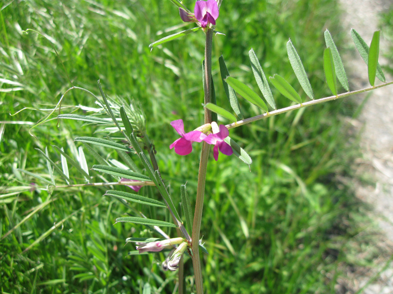 Изображение особи Vicia angustifolia.