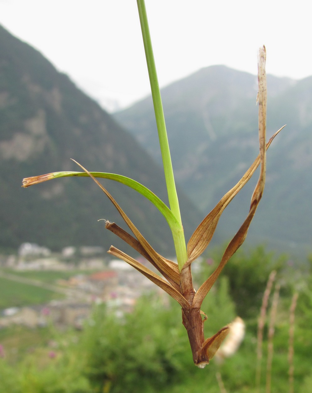 Image of Carex panicea specimen.