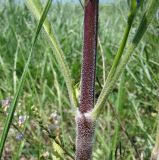 Silene chersonensis. Часть стебля с основанием первых стеблевых листьев. Краснодарский край, Кущёвский р-н, станица Шкуринская, сухой склон. 14.05.2010.