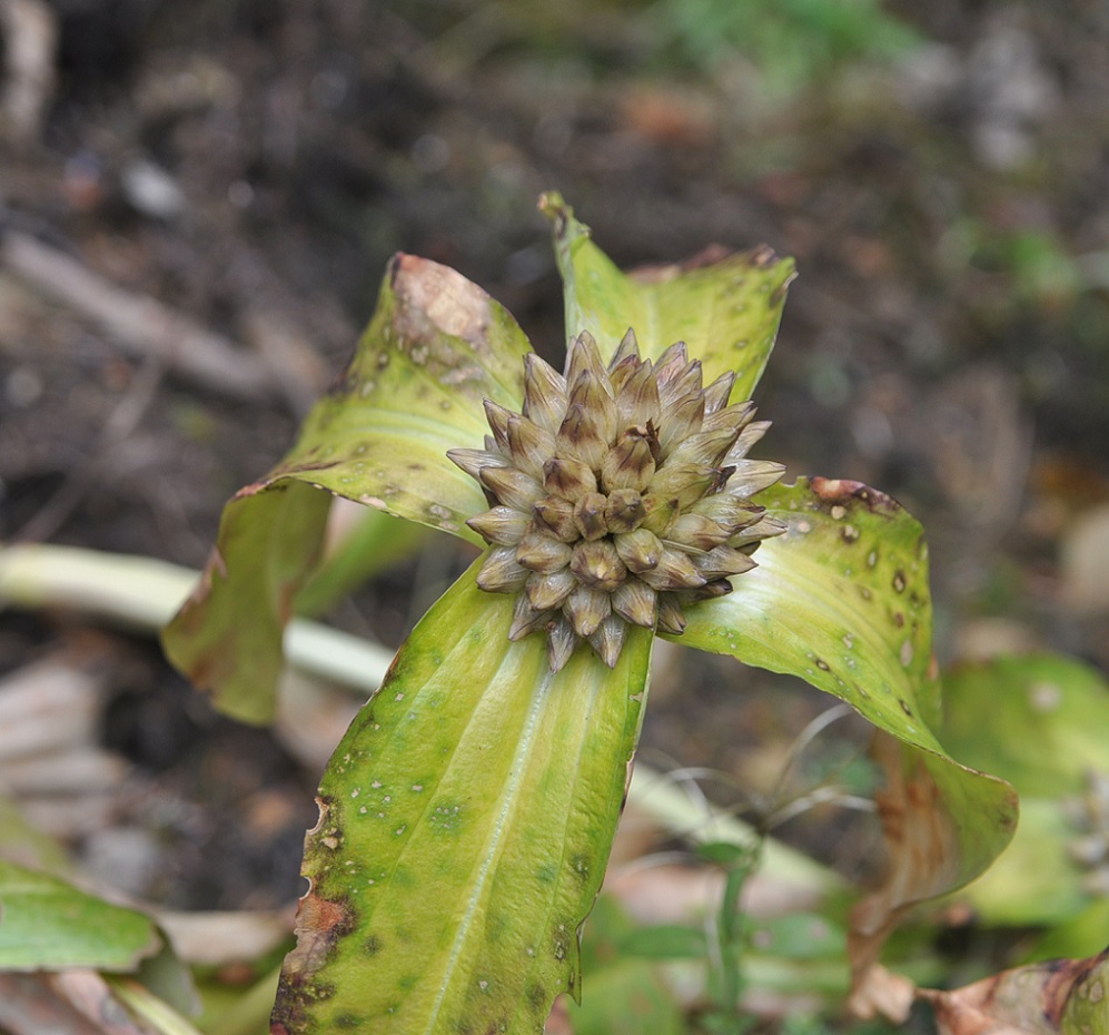 Image of Gentiana crassicaulis specimen.