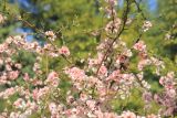 Chaenomeles speciosa. Веточки с цветками. Абхазия, г. Сухум, Сухумский ботанический сад, в культуре. 7 марта 2016 г.