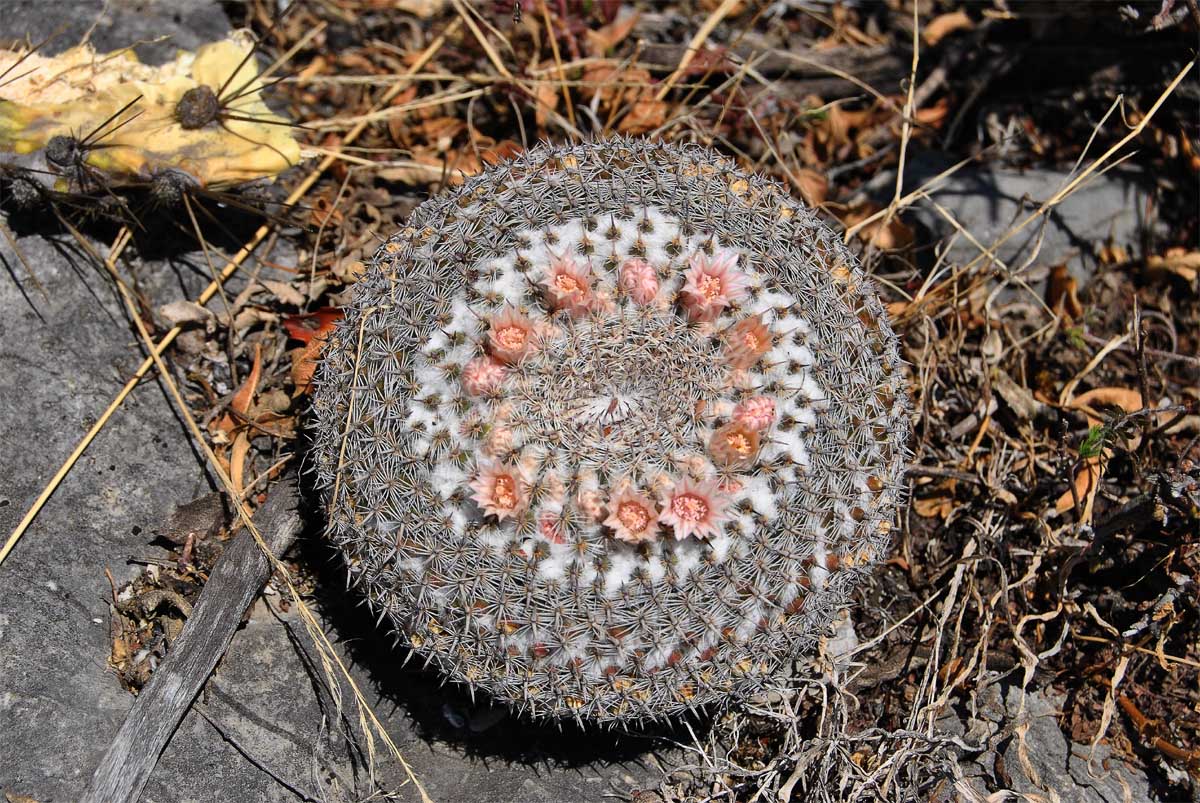 Image of Mammillaria formosa specimen.