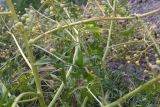 Crambe gibberosa