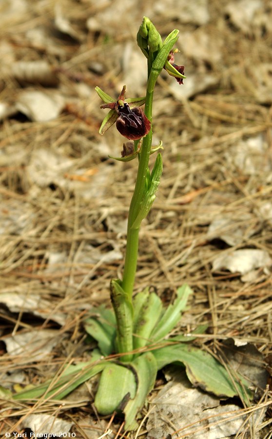 Image of Ophrys mammosa specimen.