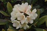 Rhododendron caucasicum. Соцветие. Грузия, Боржоми-Харагаульский национальный парк, маршрут №1; гора Ломис-Мта, ≈ 2100 м н.у.м., предвершинный северо-восточный склон. 25.05.2018.