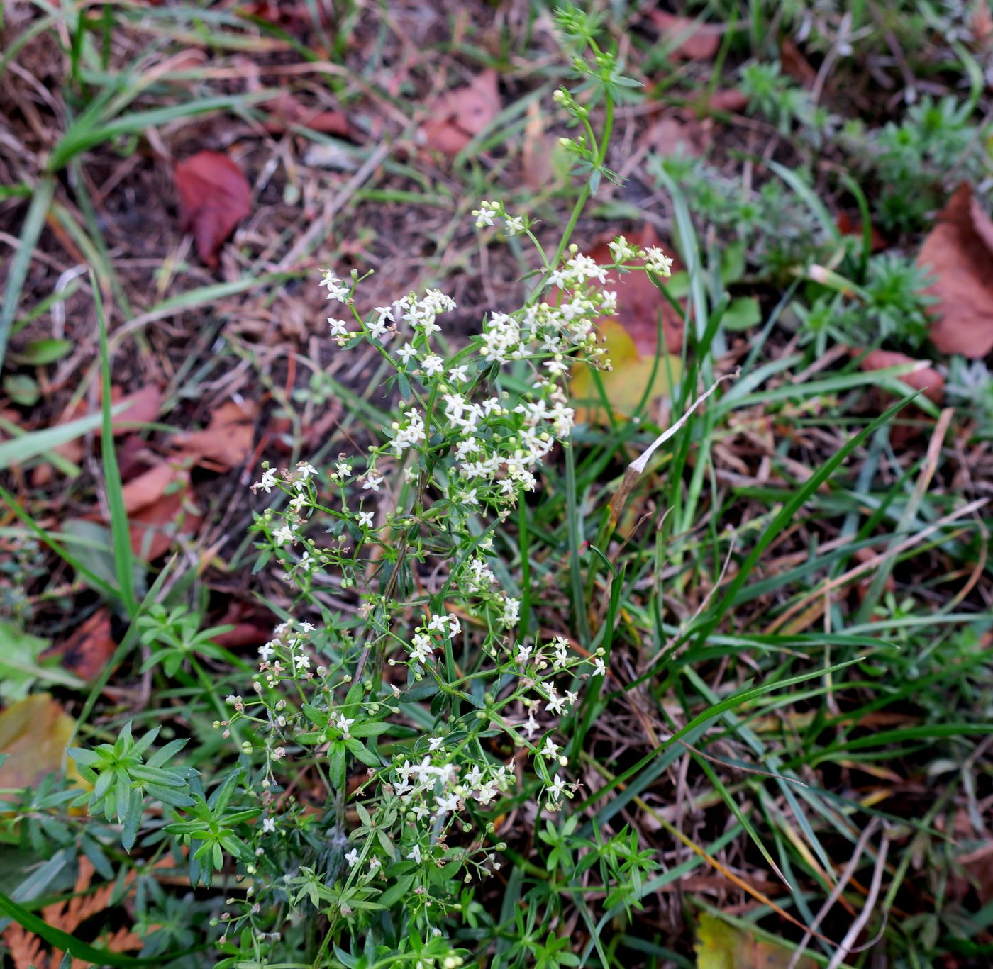 Image of genus Galium specimen.