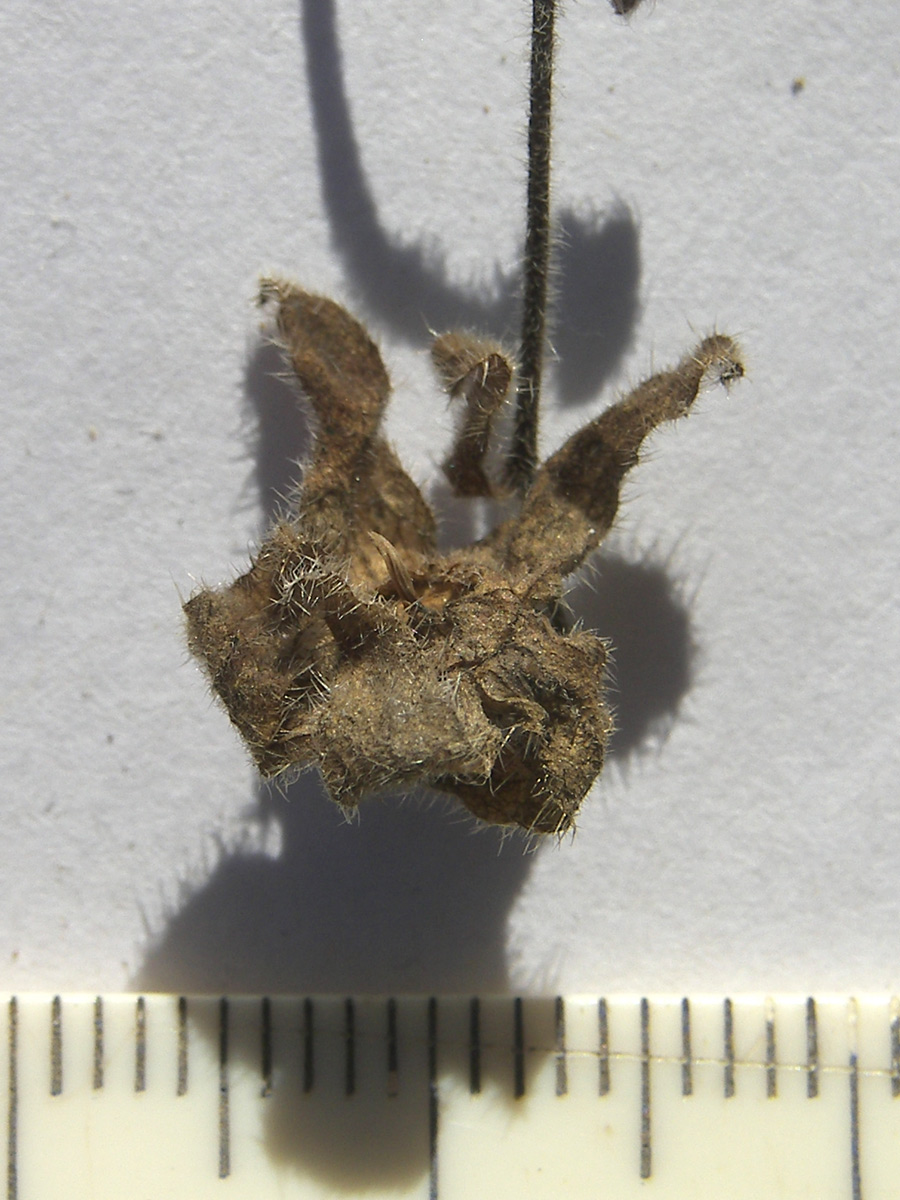 Image of Campanula paradoxa specimen.