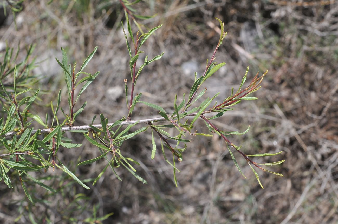 Image of Rhamnus erythroxyloides specimen.