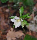 Helleborus caucasicus. Соцветие. Краснодарский край, Сочи, окр. Мацесты, верхняя часть Орлиных скал, смешанный лес. 02.01.2019.