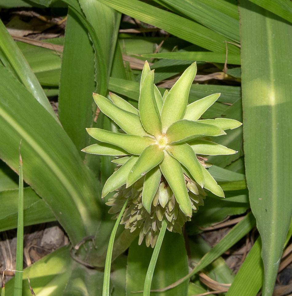 Image of Eucomis autumnalis specimen.