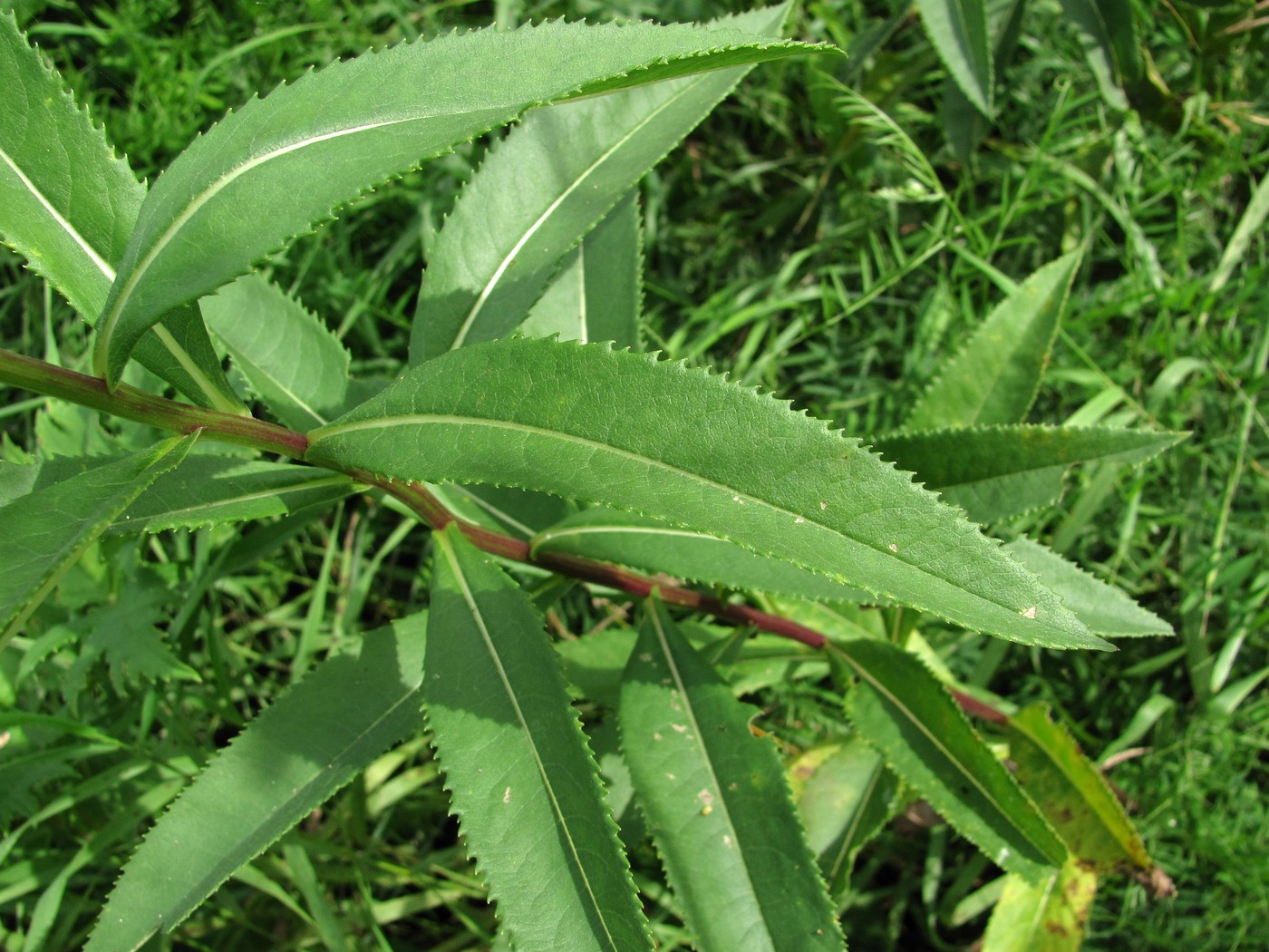 Image of Senecio sarracenicus specimen.