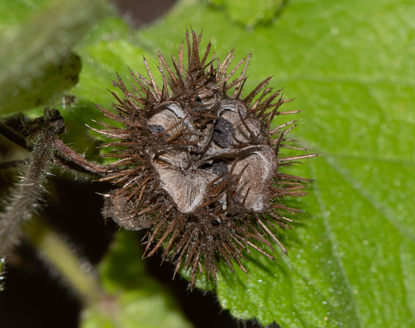 Image of Sparmannia africana specimen.