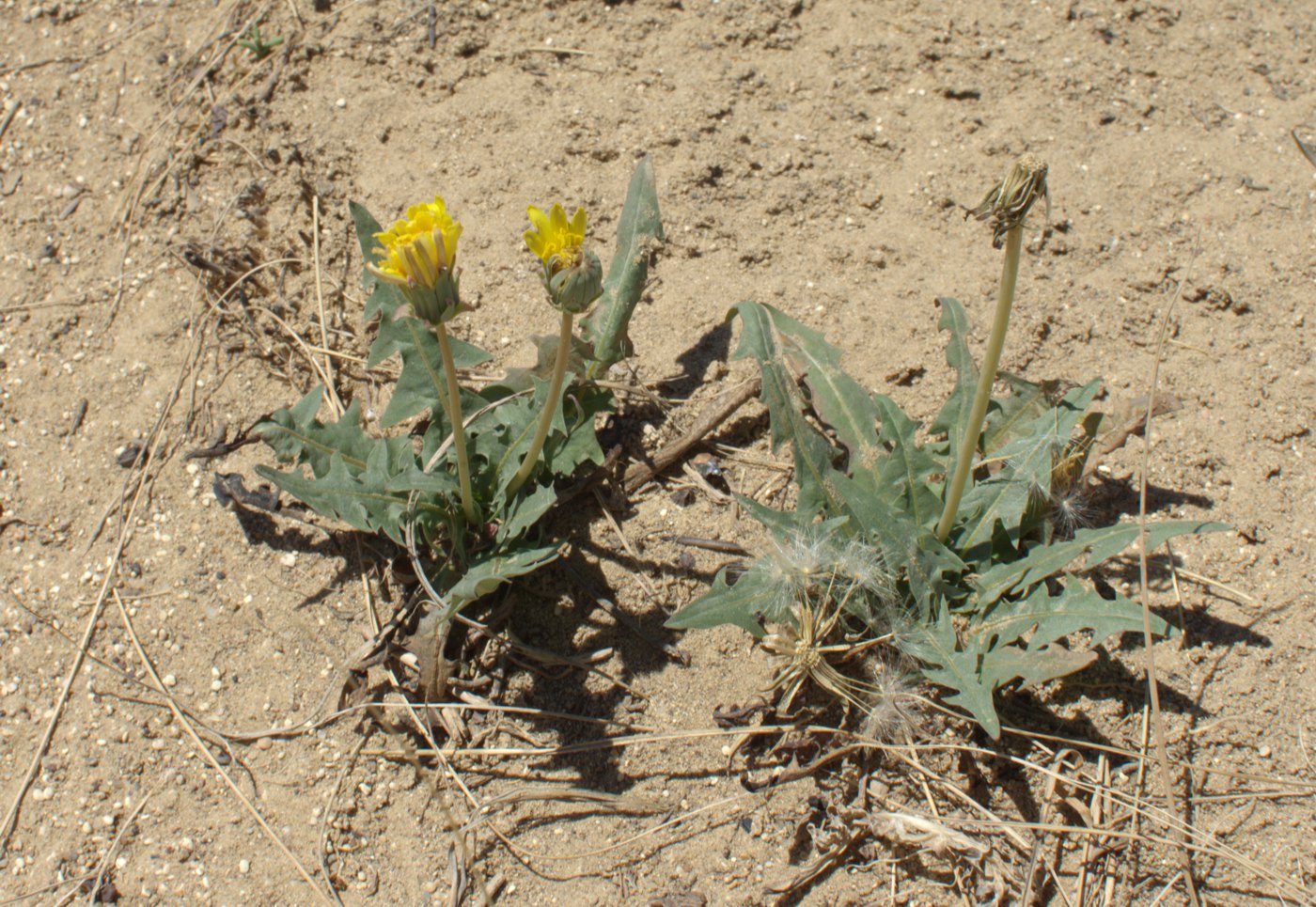 Image of Taraxacum glaucanthum specimen.