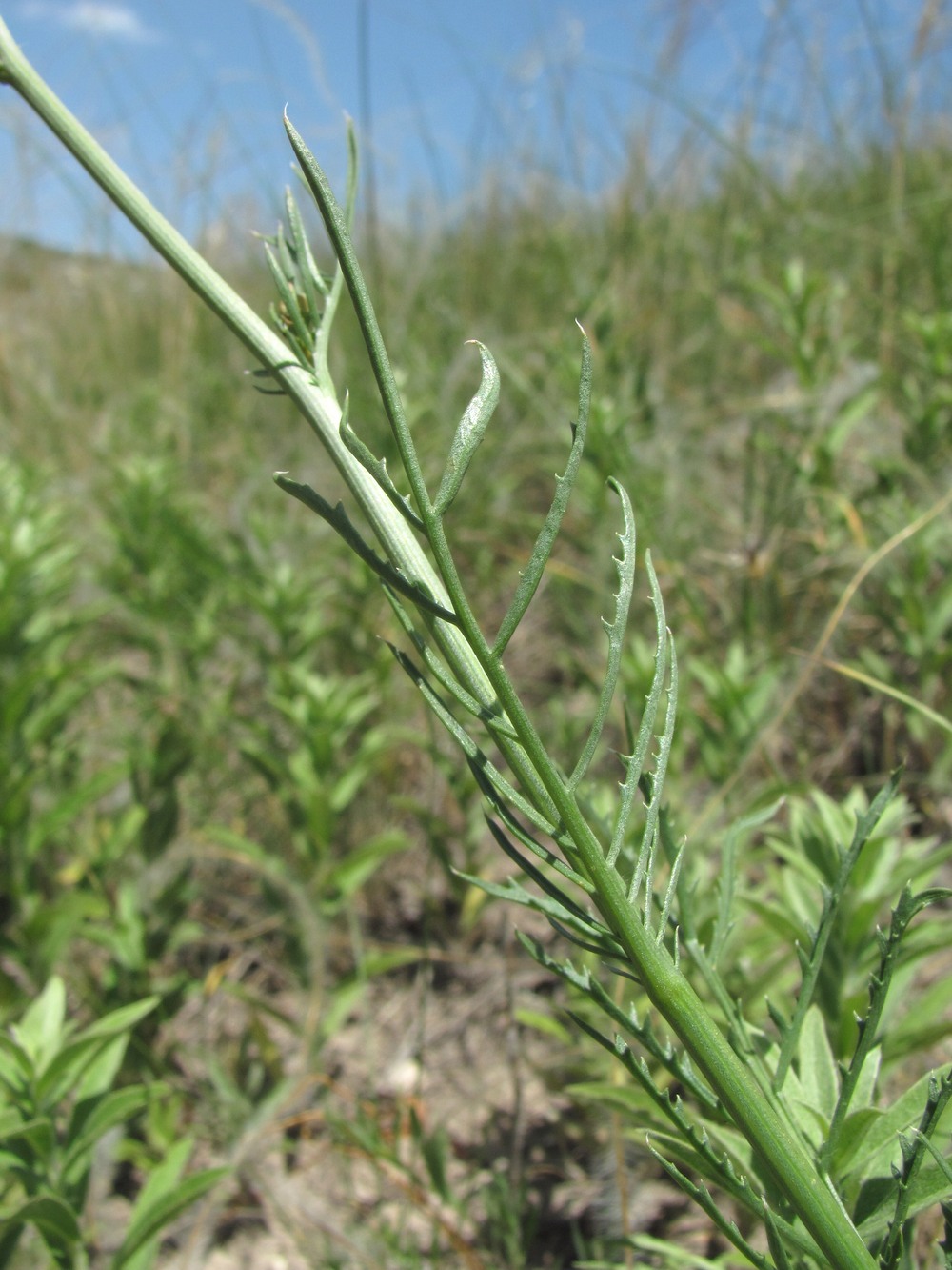 Image of Rhaponticoides razdorskyi specimen.