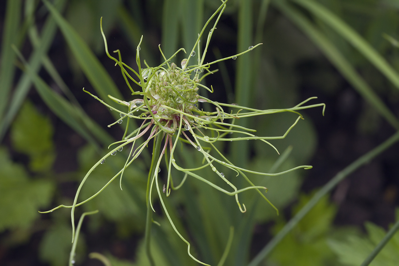 Image of Allium vineale specimen.