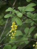 Berberis koreana