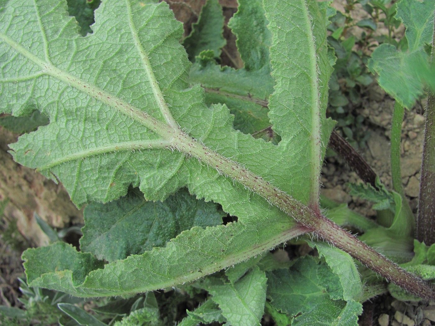 Image of Heracleum grandiflorum specimen.