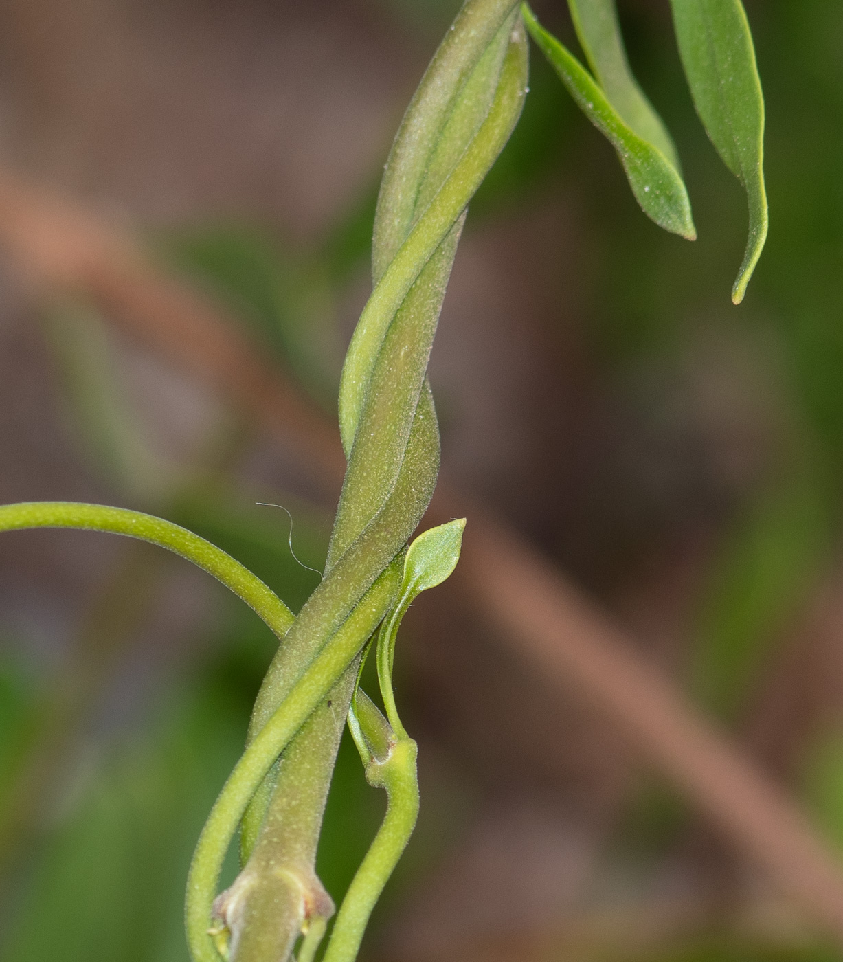 Image of Periploca laevigata specimen.