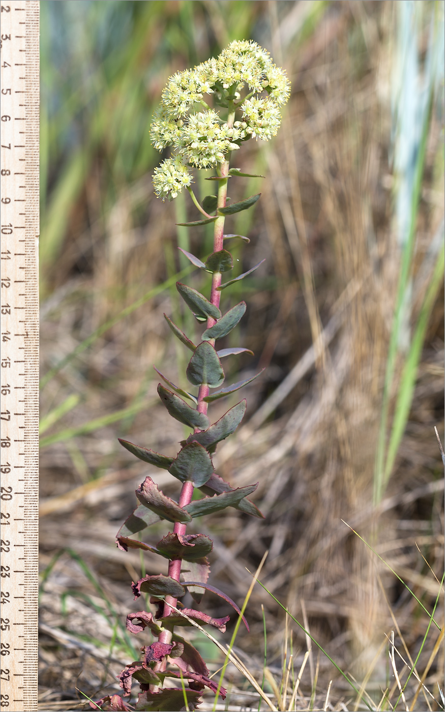 Image of Hylotelephium ruprechtii specimen.