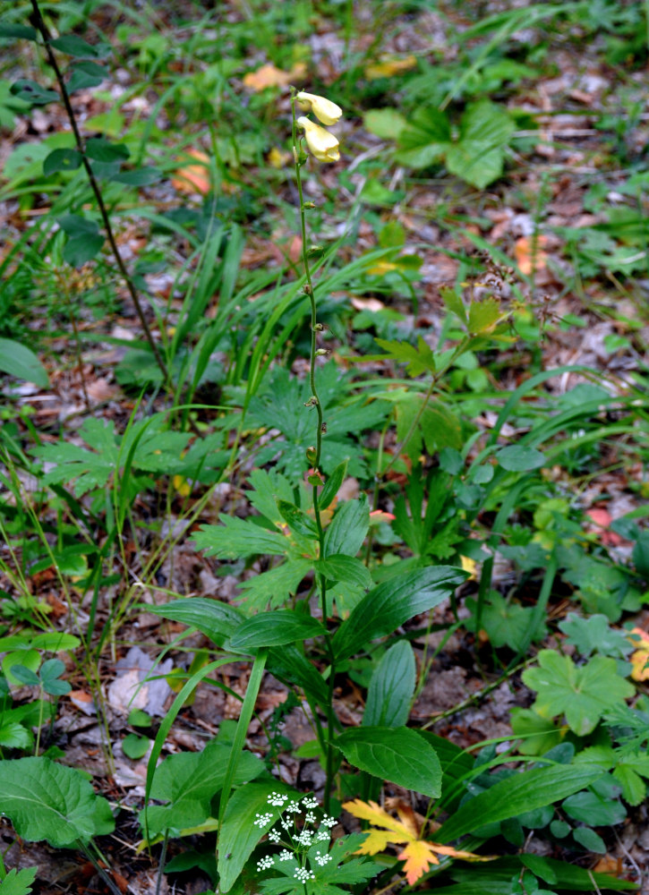 Image of Digitalis grandiflora specimen.