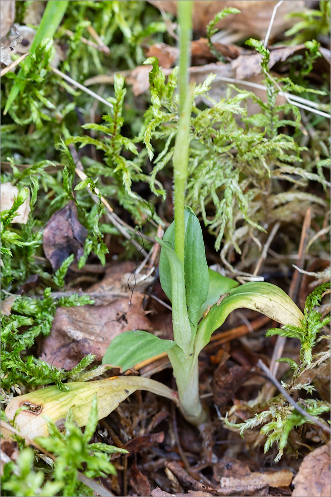 Image of Goodyera repens specimen.