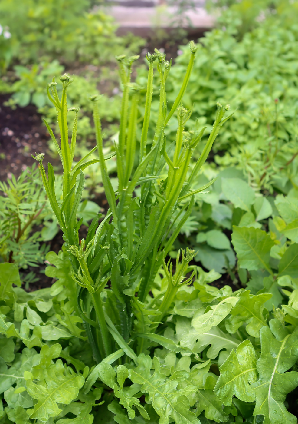 Image of Limonium sinuatum specimen.